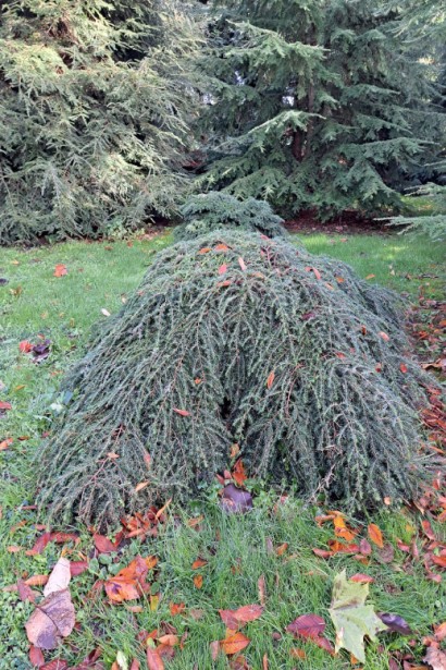 Ползучая форма Тсуга канадская Колс Прострейт.